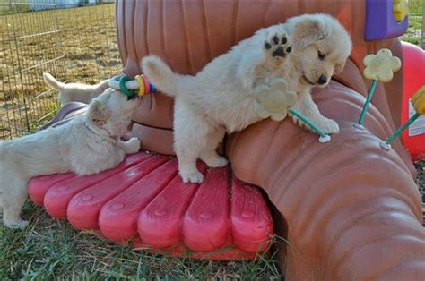 regalo loro por no poder atender|REGALO GOLDEN RETRIEVER 6 AÑOS PRECIOSO POR NO。